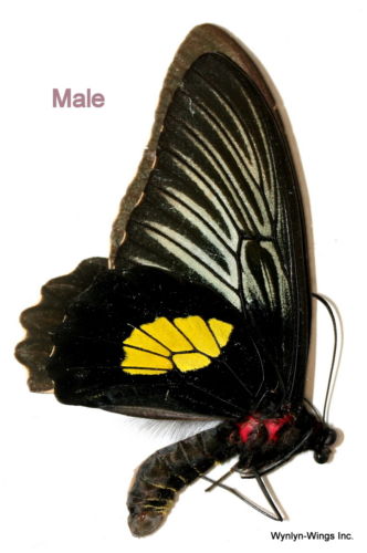 Troides haliphron Bilateral Gynandromorph 3 (Internet Image property of respective owner, non-commercial use only)